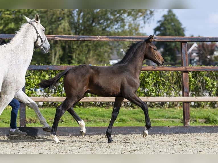Studbook angloeuropeo Stallone Puledri (05/2025) Baio in Waddinxveen