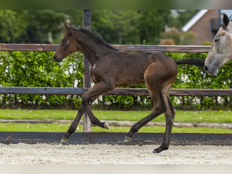Studbook angloeuropeo Stallone Puledri (05/2026) Baio in Waddinxveen