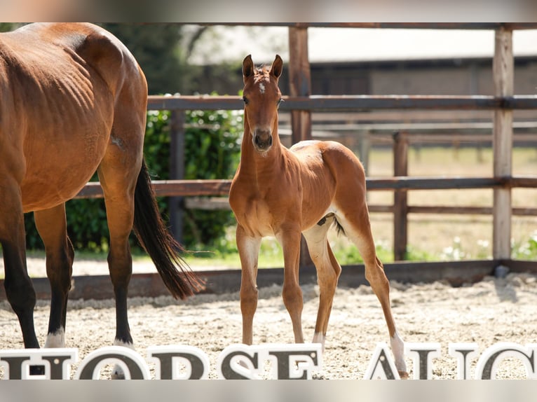 Studbook angloeuropeo Stallone Puledri (07/2026) Baio in Waddinxveen