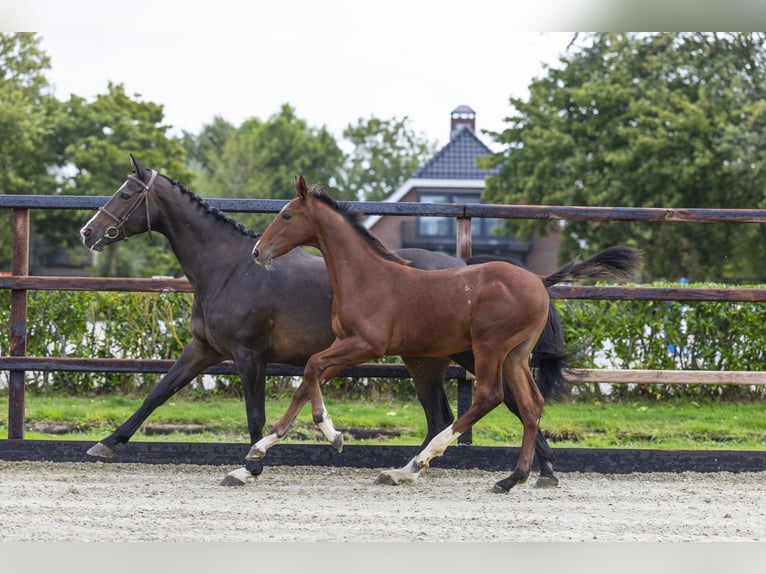 Studbook angloeuropeo Stallone Puledri (04/2025) Baio in Waddinxveen