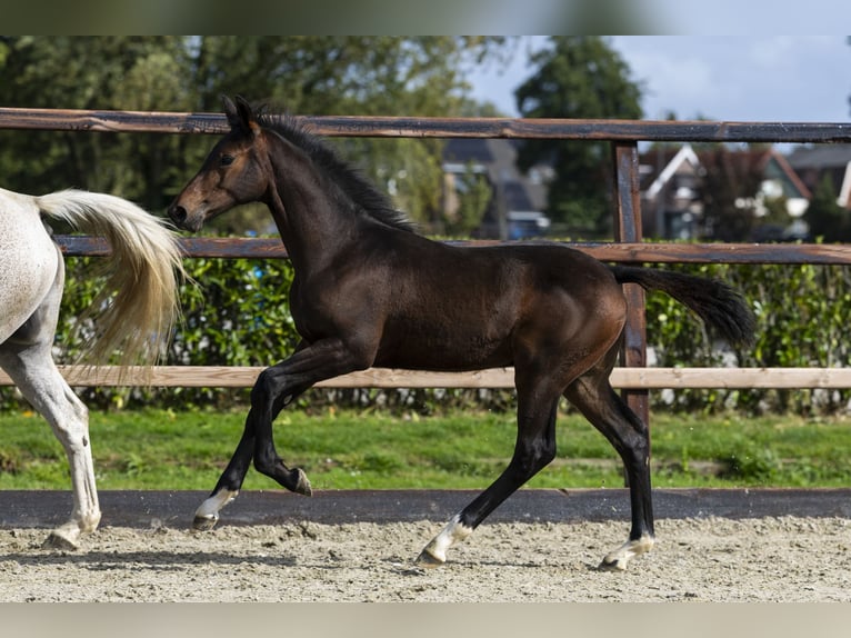 Studbook angloeuropeo Stallone Puledri (05/2025) Baio in Waddinxveen