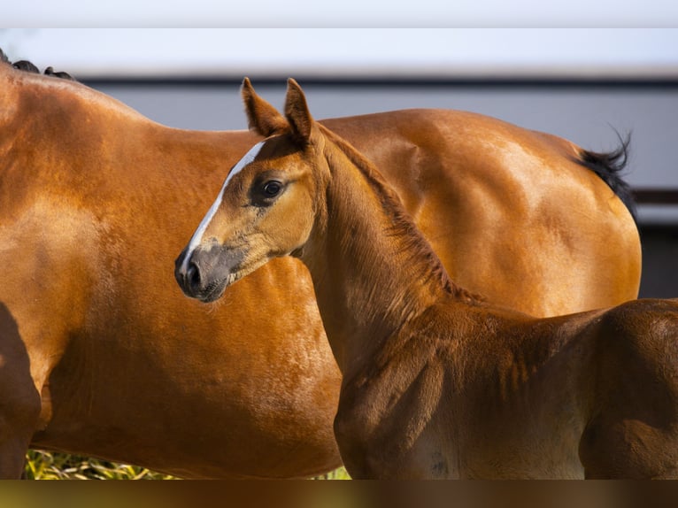 Studbook angloeuropeo Stallone Puledri (06/2025) Baio chiaro in Waddinxveen