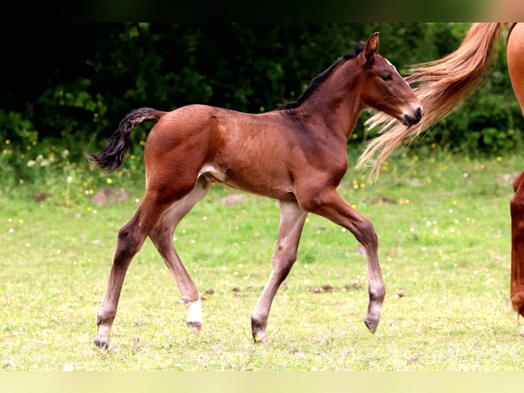 Studbook angloeuropeo Stallone Puledri
 (05/2024) Baio scuro in Bouée