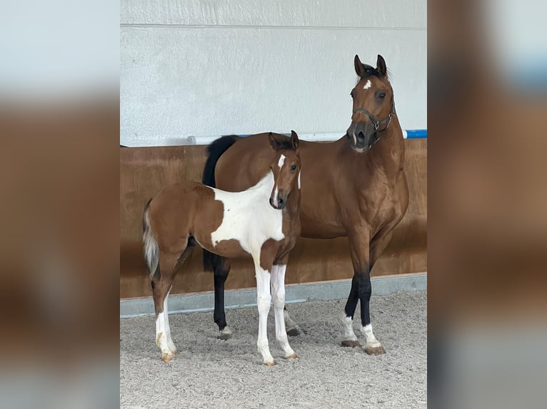 Studbook angloeuropeo Stallone Puledri (05/2025) in GROTE-BROGEL