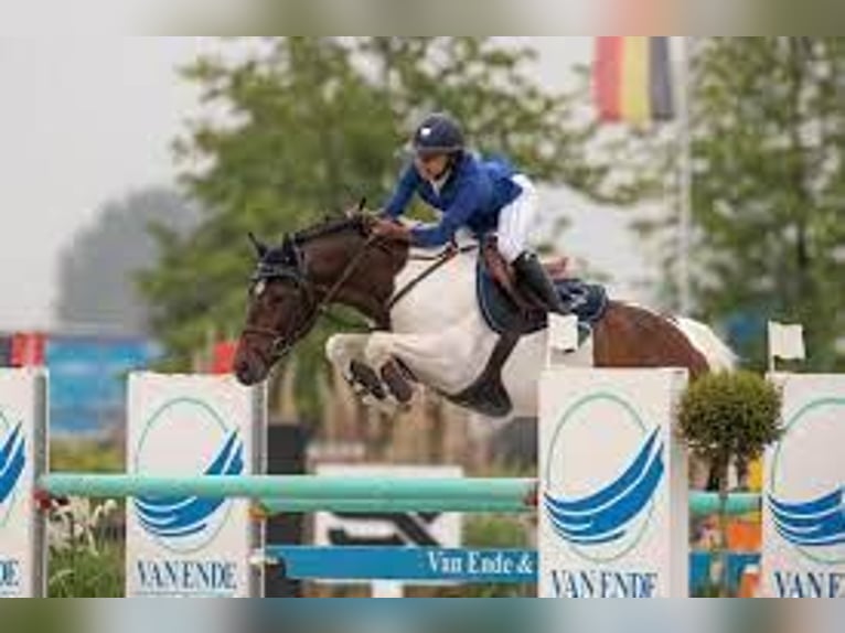 Studbook angloeuropeo Stallone Puledri (05/2025) in GROTE-BROGEL