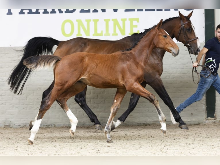 Studbook angloeuropeo Stallone Puledri (03/2025) in Heerde