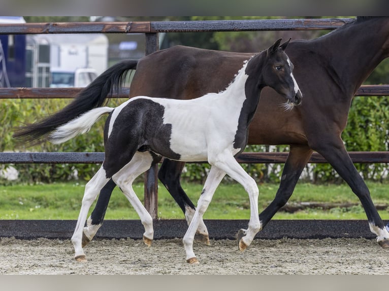 Studbook angloeuropeo Stallone Puledri (05/2025) in Waddinxveen