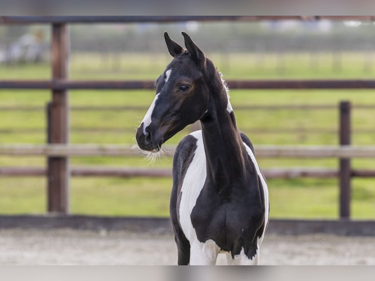 Studbook angloeuropeo Stallone Puledri (05/2025) in Waddinxveen