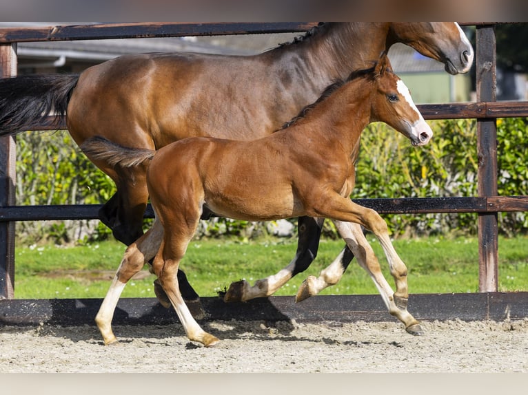 Studbook angloeuropeo Stallone Puledri (04/2025) Sauro in Waddinxveen