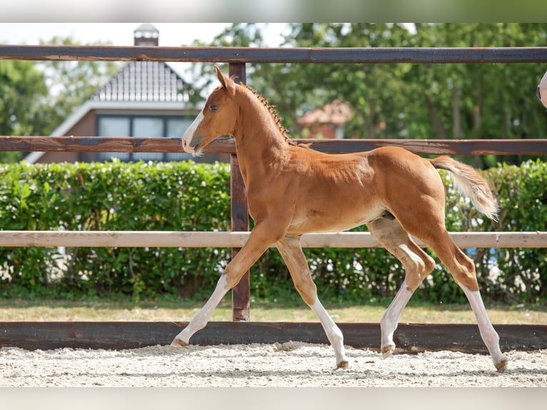 Studbook angloeuropeo Stallone Puledri (06/2026) Sauro in Waddinxveen