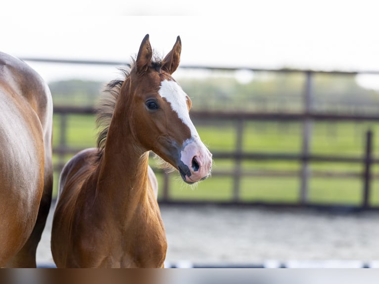 Studbook angloeuropeo Stallone Puledri (04/2025) Sauro in Waddinxveen