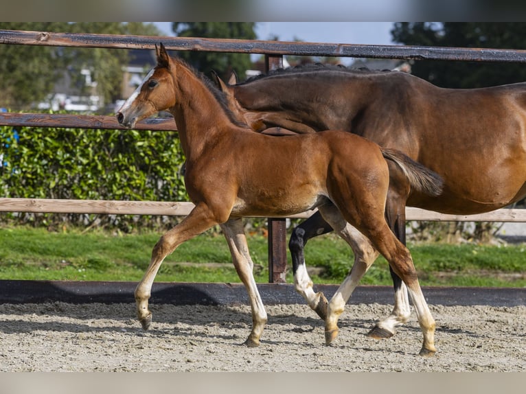 Studbook angloeuropeo Stallone Puledri (04/2025) Sauro in Waddinxveen