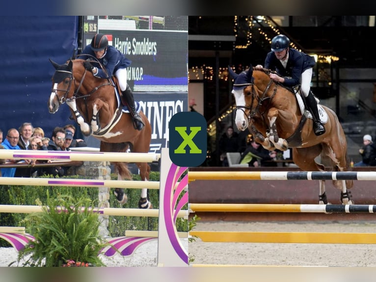 Studbook européen anglo Inconnu Embryon  in WK Heerde