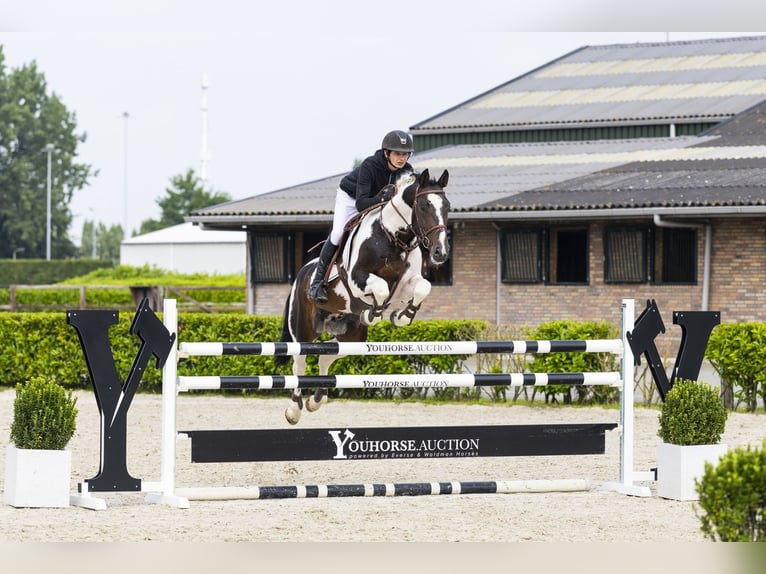 Studbook européen anglo Étalon 10 Ans 162 cm Pinto in Waddinxveen