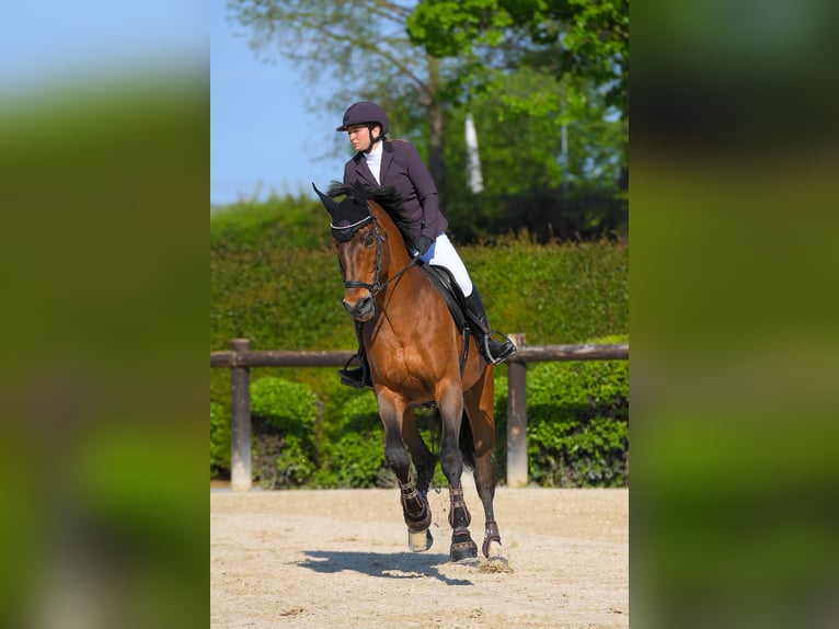 Studbook européen anglo Étalon 18 Ans 170 cm Bai in Felino