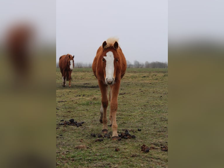 Studbook européen anglo Étalon 1 Année 128 cm Alezan in Romanowo Górne