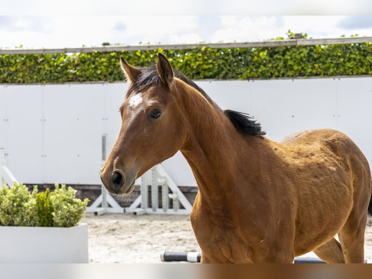 Studbook européen anglo Étalon 1 Année 145 cm  in Waddinxveen