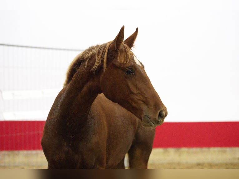 Studbook européen anglo Étalon 1 Année 154 cm Alezan in Waddinxveen