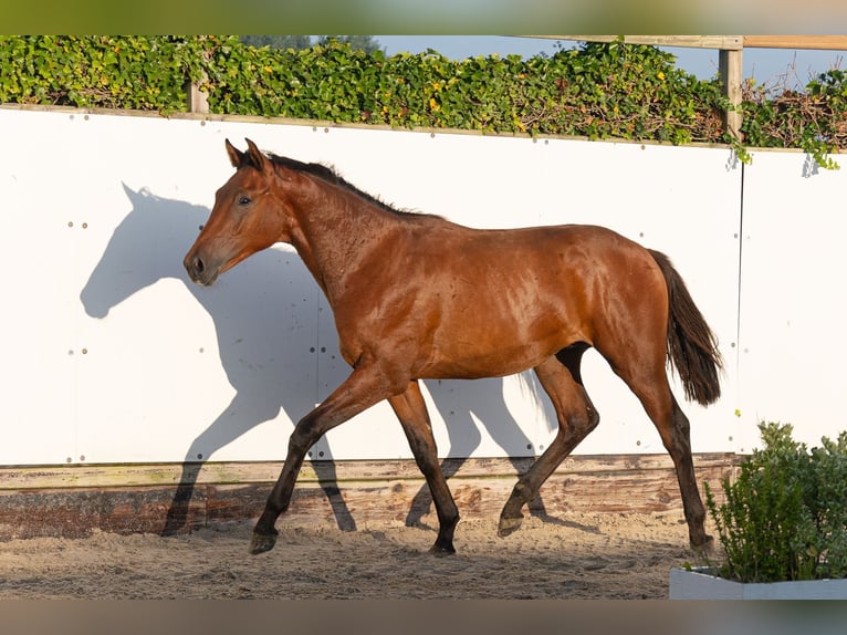 Studbook européen anglo Étalon 1 Année 155 cm Bai in Waddinxveen