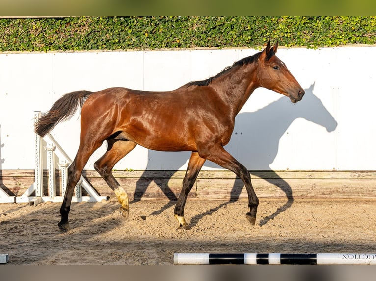 Studbook européen anglo Étalon 1 Année 160 cm Bai in Waddinxveen