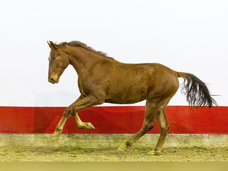 Studbook européen anglo Étalon 1 Année 161 cm Alezan in Waddinxveen