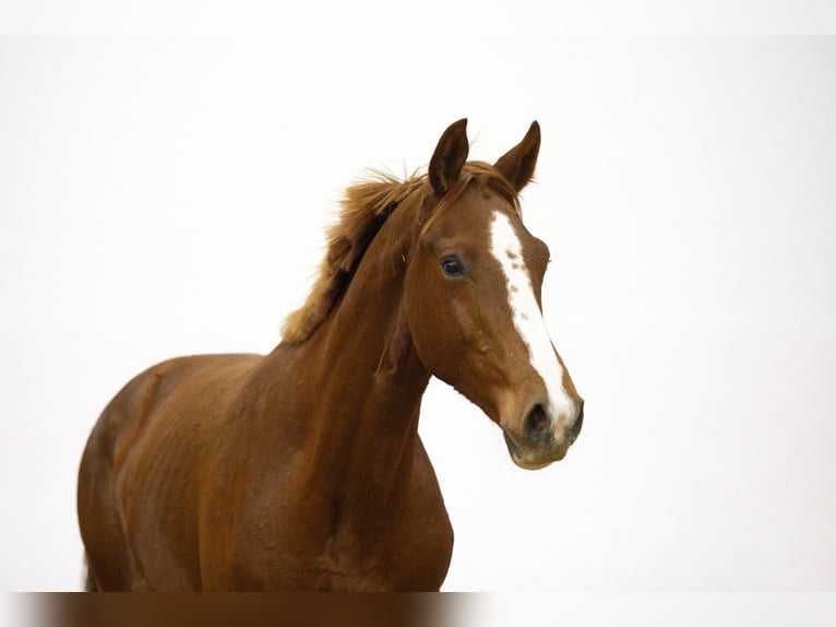 Studbook européen anglo Étalon 1 Année 162 cm Alezan in Waddinxveen