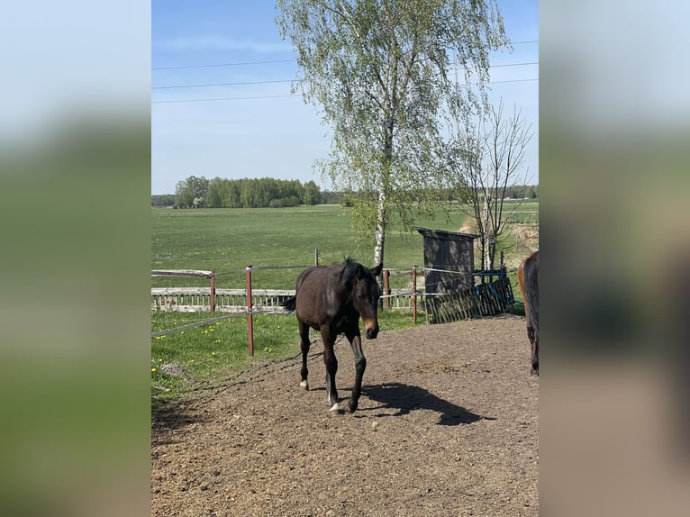 Studbook européen anglo Étalon 1 Année 168 cm Bai brun in Ortel Królewski Pierwszy