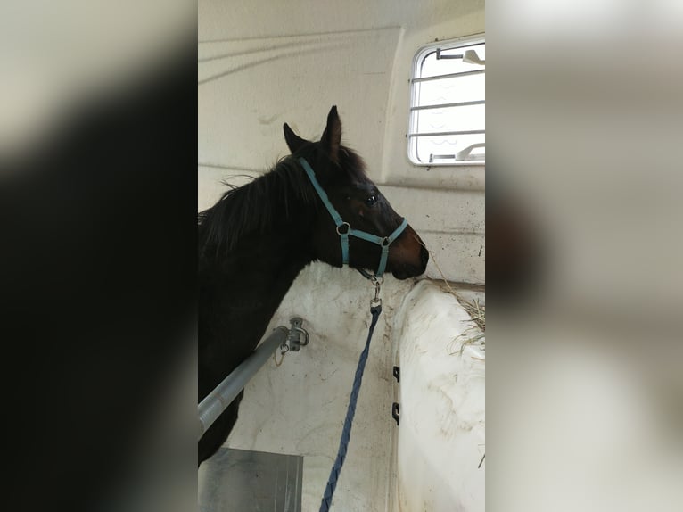 Studbook européen anglo Étalon 1 Année 168 cm Bai brun in Ortel Królewski Pierwszy