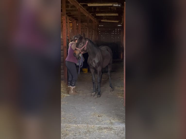 Studbook européen anglo Étalon 1 Année 168 cm Bai brun in Ortel Królewski Pierwszy