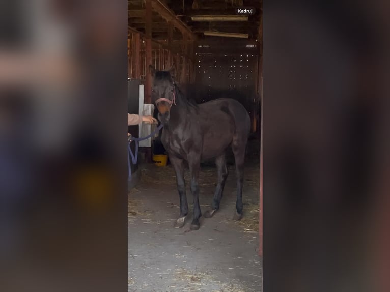 Studbook européen anglo Étalon 1 Année 168 cm Bai brun in Ortel Królewski Pierwszy