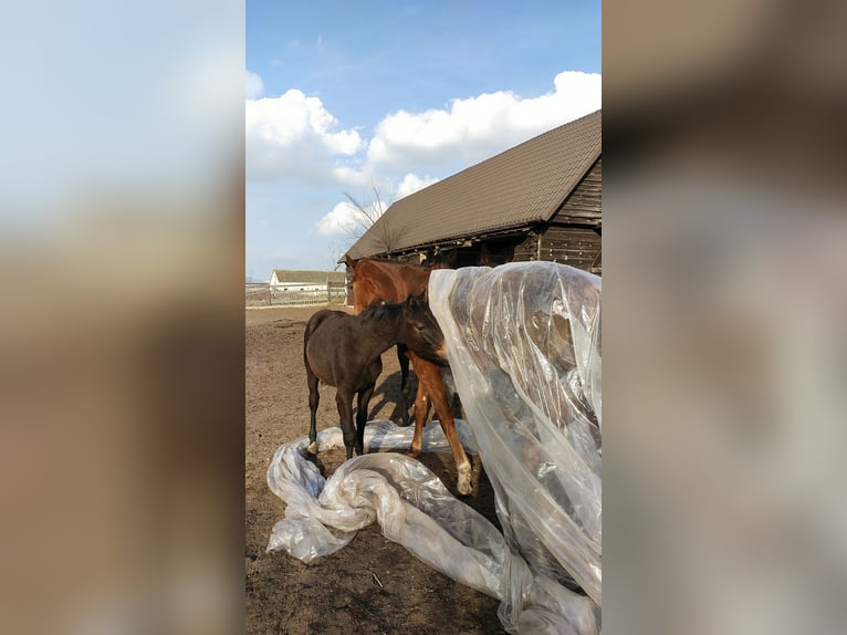Studbook européen anglo Étalon 1 Année 168 cm Bai brun in Ortel Królewski Pierwszy
