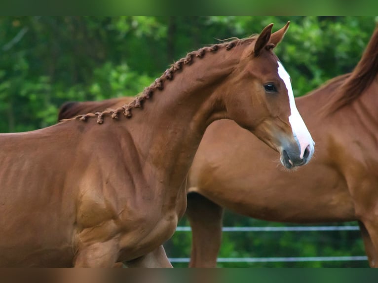 Studbook européen anglo Étalon 1 Année 170 cm Alezan in Garwolin