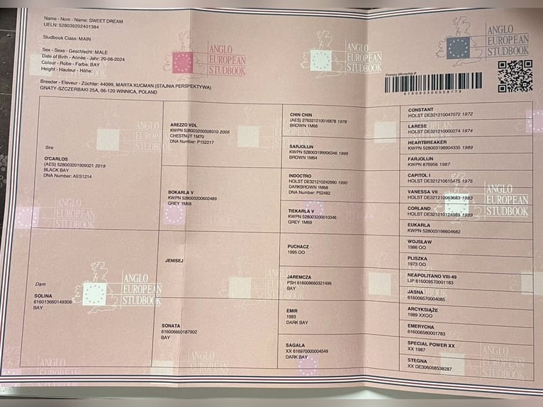 Studbook européen anglo Étalon 1 Année 170 cm Bai cerise in Nowe Miasto