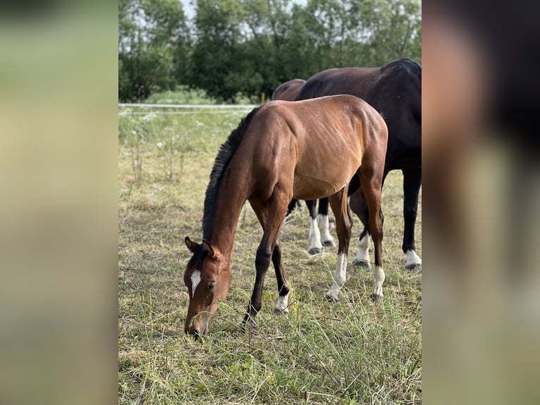 Studbook européen anglo Étalon 1 Année Bai cerise in Winnica