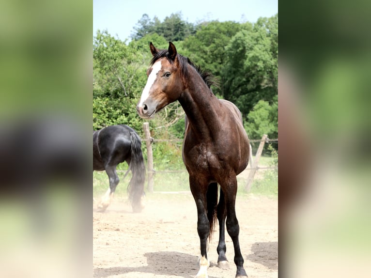 Studbook européen anglo Étalon 2 Ans 155 cm Gris in Bou&#xE9;e