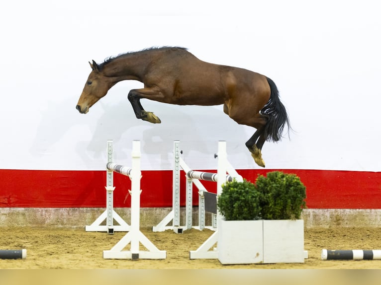 Studbook européen anglo Étalon 2 Ans 157 cm  in Waddinxveen