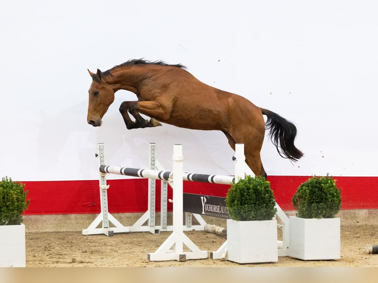 Studbook européen anglo Étalon 2 Ans 164 cm Bai in Waddinxveen