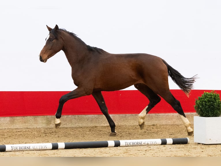 Studbook européen anglo Étalon 2 Ans 164 cm Bai in Waddinxveen