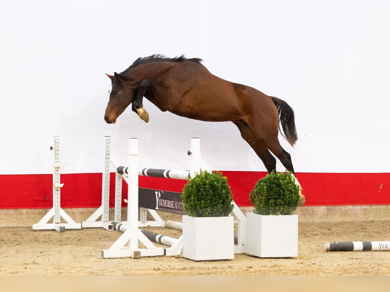 Studbook européen anglo Étalon 2 Ans 164 cm Bai in Waddinxveen