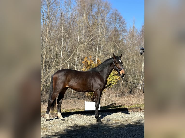 Studbook européen anglo Étalon 2 Ans 165 cm Bai brun in RADAWA