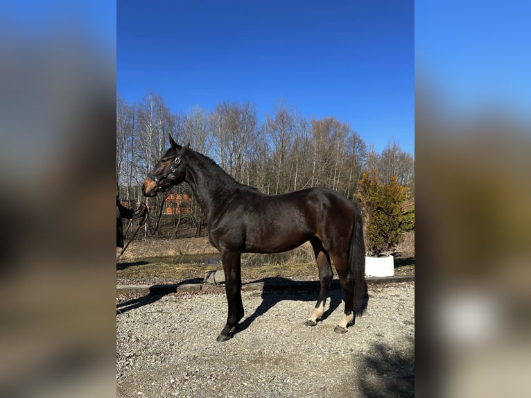 Studbook européen anglo Étalon 2 Ans 165 cm Bai brun in RADAWA