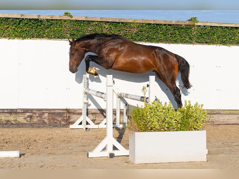 Studbook européen anglo Étalon 2 Ans 166 cm Bai in Waddinxveen