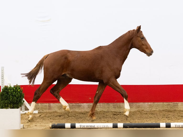 Studbook européen anglo Étalon 2 Ans 168 cm Alezan in Waddinxveen