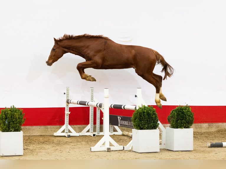 Studbook européen anglo Étalon 2 Ans 168 cm Alezan in Waddinxveen