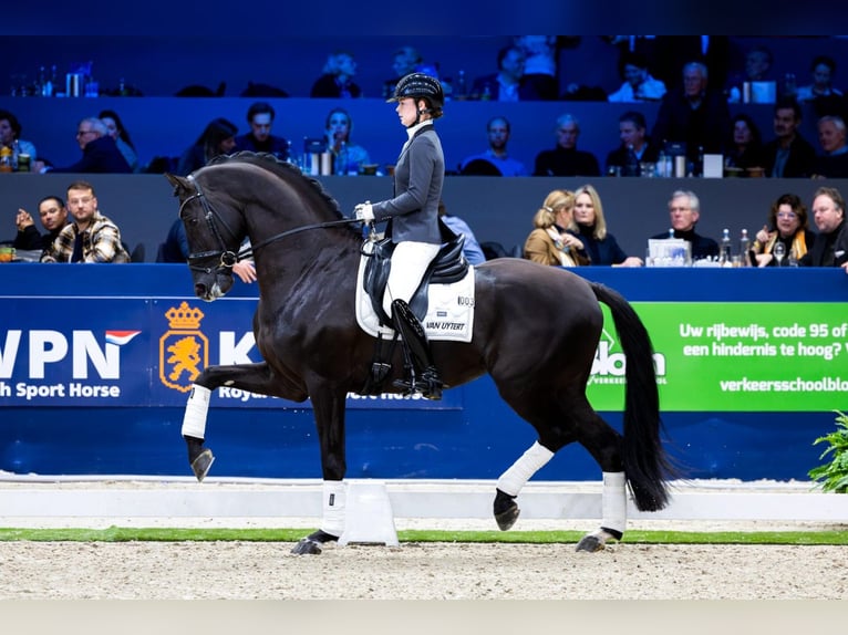 Studbook européen anglo Croisé Étalon 2 Ans 168 cm Léopard in south wales