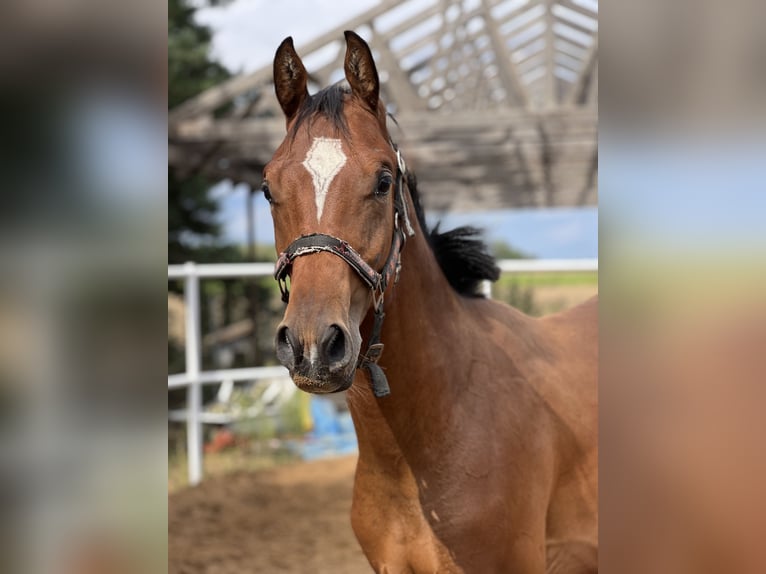 Studbook européen anglo Étalon 2 Ans 170 cm Bai cerise in Nowe Miasto