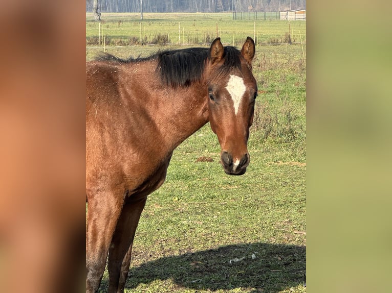 Studbook européen anglo Étalon 2 Ans 170 cm Bai cerise in Nowe Miasto