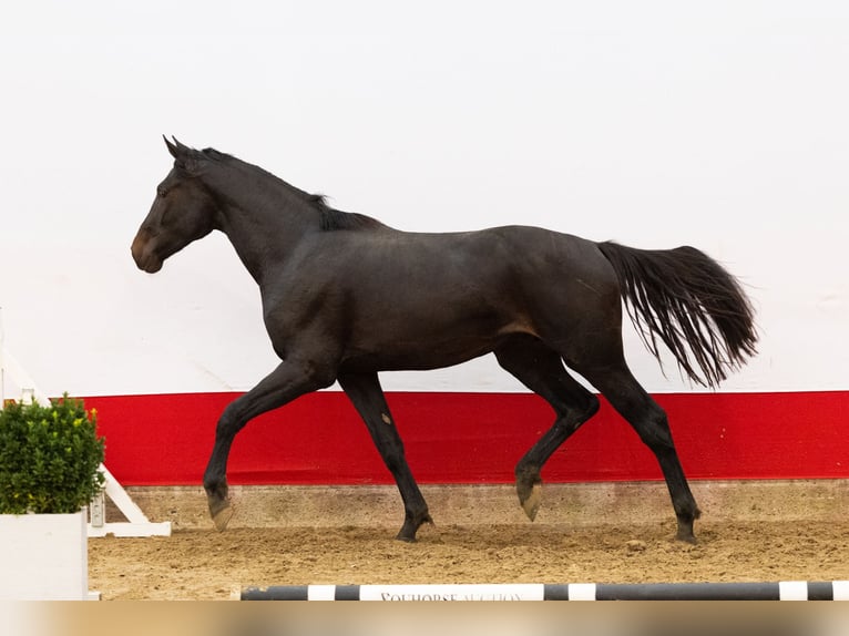 Studbook européen anglo Étalon 2 Ans 171 cm Bai brun in Waddinxveen