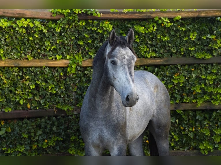 Studbook européen anglo Étalon 2 Ans 171 cm Gris in Waddinxveen