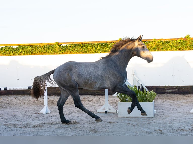 Studbook européen anglo Étalon 2 Ans 171 cm Gris in Waddinxveen